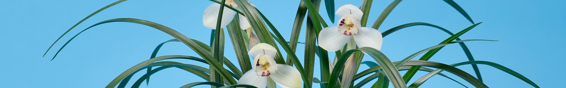 日本東洋蘭協会 - Japan Oriental Cymbidium Society