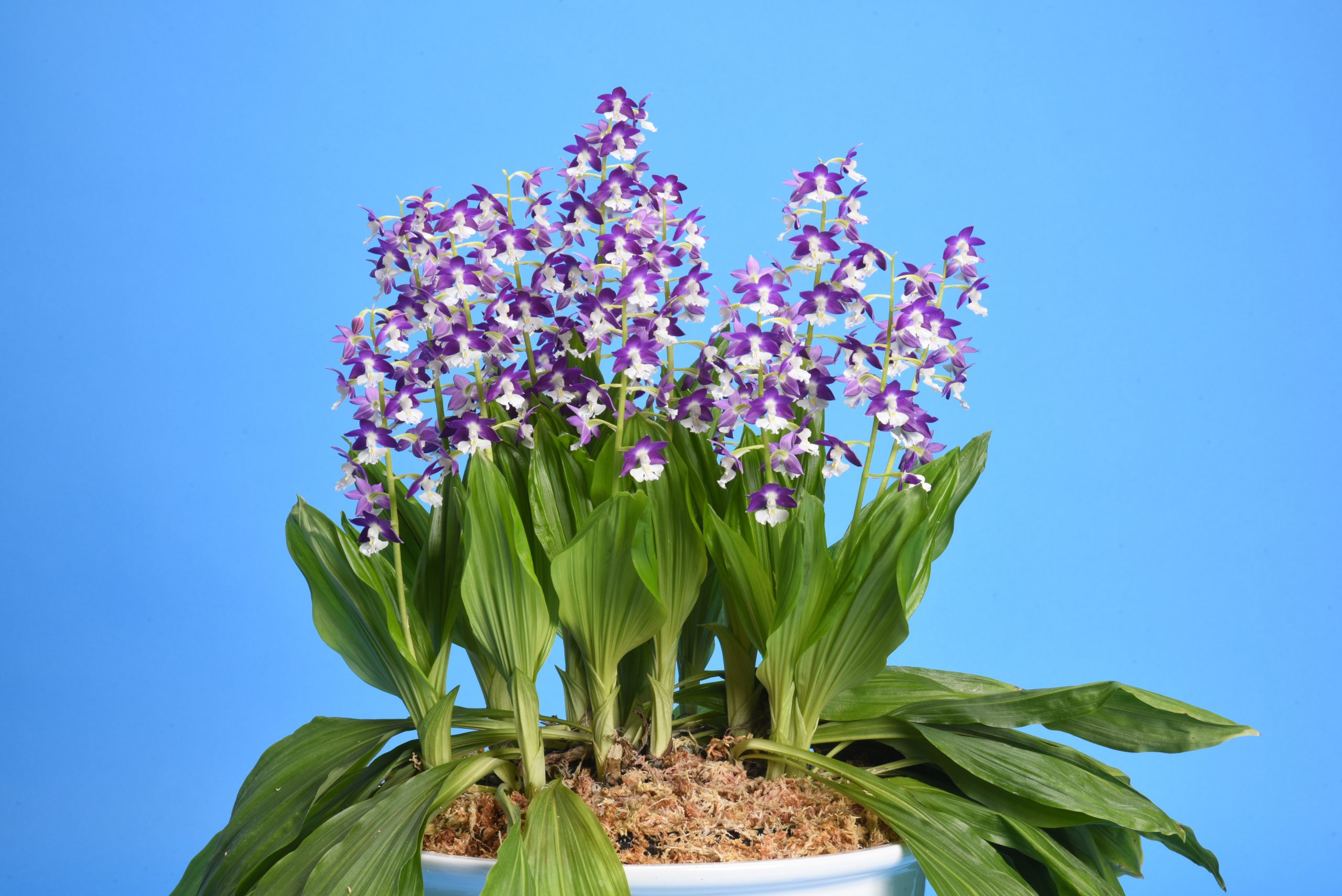 日本東洋蘭協会 Japan Oriental Cymbidium Society