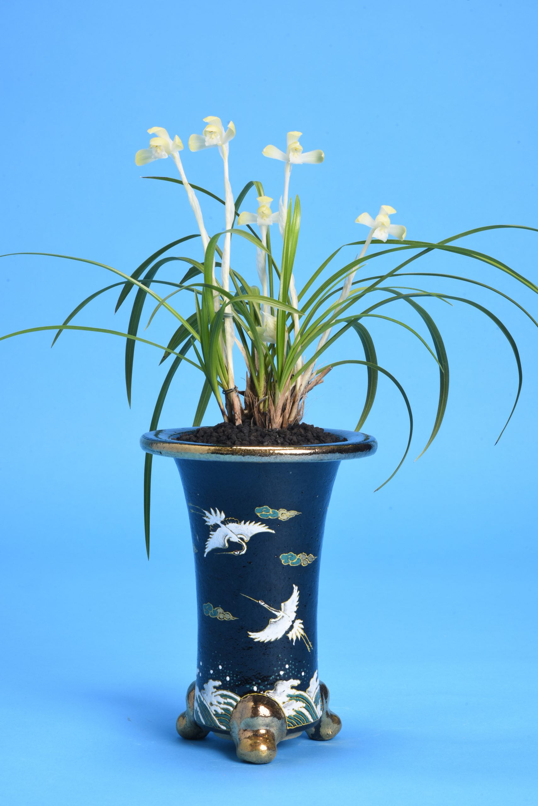 世界らん展2021 – 花と緑の祭典｜受賞作品 – 日本東洋蘭協会 – Japan 